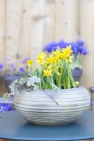 Narcisse 'Tête-à-Tête' et Lierre en pot sur table en métal 