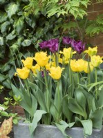 Tulipa - Valéry jaune et Tulipa 'Couronne de Negrita' en pot 
