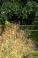 Stipa gigantea, herbe d'avoine géante 