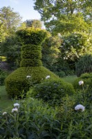 Jardin parterre avec couverture topiaire d'ifs et de buis, Paeonia 'Shirley Temple' en premier plan 