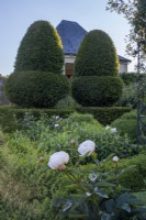 Jardin parterre avec couverture topiaire d'ifs et de buis, Paeonia 'Shirley Temple' en premier plan 