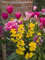Erysimum 'Lela Yellow Glow' avec tulipes roses en pot 