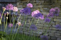 Allium 'Purple Sensation' dans un parterre de fleurs avec mur en pierre des Cotswolds. 