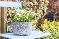 Saxifrage moussue 'Alpino Early Lime' en pot sur une chaise 