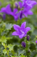 Campanula portenschlagiana 'Violet Intense' 