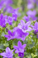 Campanula portenschlagiana 'Violet Intense' 