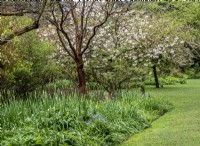 Jardin boisé printanier avec émergence de plantes vivaces et floraison printanière 