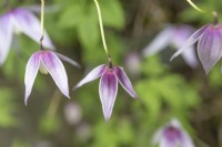 Clematis macropetala 'Alpine Willy', avril 
