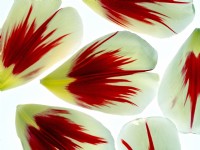 Tulipa 'Grand Perfection' pétales Avril Printemps 