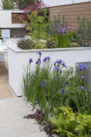 Espace de vie extérieur avec parterre de fleurs surélevé avec jardin d'herbes aromatiques, iris et fougères au premier plan, dans le jardin 'Sociabilité' du BBC Gardener's World Live 2015, juin 