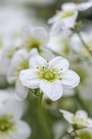 Saxifrage moussue 'Alpino Early Lime' 