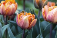Tulipa 'Princesse Orange' 