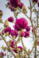Magnolia 'Tulipe Noire' 