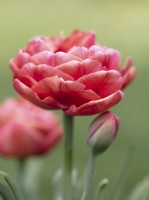 Tulipa 'Image en cuivre' 