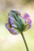 Tulipa 'Vague Verte' 
