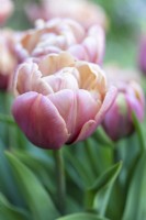 Tulipe 'La Belle Epoque' 