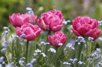 Tulipa 'Double You' parmi Myosotis 