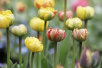 Tulipa 'Murillo mixte' 