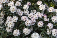 Rhododendron 'Simona' 