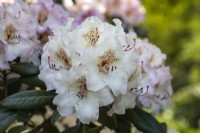 Rhododendron 'Simona' 