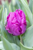Tulipa 'Perroquet Bleu' 