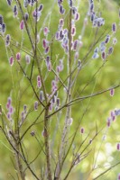 Salix gracilistyla 'Mont Aso' en février 