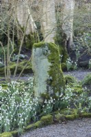 Une pierre moussue entourée de perce-neige au York Gate Garden en février 