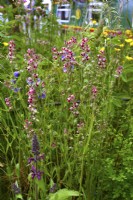 Silène gallica var. quinquevulnera, mouche anglaise, mouche à petites fleurs dans un pré. Espèces prioritaires du Royaume-Uni. Juin 