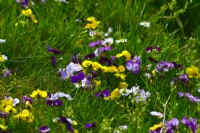 Viola tricolor avec Bellis perennis - marguerite poussant dans une pelouse. 