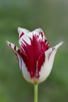 Tulipa 'Grand Perfection' floraison au Printemps - Avril 