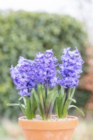 Hyacinthus 'Delft Blue' en pot en terre cuite 