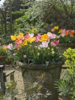 Tulipa - tulipes mélangées dans un vieux pot en terre cuite 