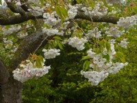 Prunus 'Shogetsu' - Cerisier 'Shogetsu' Avril Printemps 