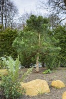 Un pin dans le jardin en contrebas à York Gate en février 