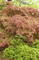 Acer Palmatum Shindeshojo' - en mai 