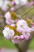 Prunus 'Matsumae hana-guruma' - au printemps 