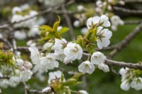Prunus 'Shirotae' - au printemps 