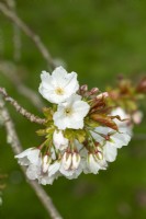 Prunus 'Tai Haku' - au printemps 