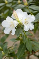 Rhododendron veitchianum - au printemps 