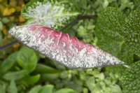Caladium bicolor - Feuille tropicale 