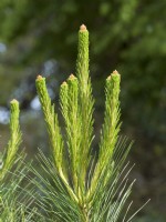 Pinus radiata - Nouvelles pousses de pin de Monterey 