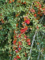 Berberis wilsoniae - baies rouges en automne - Épine-vinette 