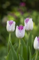Tulipa 'Cils' - Tulipe Frangée 