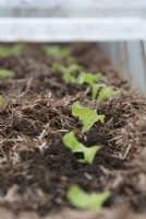 Lactuca sativa - Jeunes plants de laitue sous une cloche entourée de strulch 