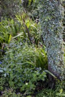 Brunnera macrophylla 'Looking Glass' poussant à côté d'un arbre couvert de lierre 