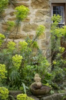 Euphorbia characias subsp. wulfenii, euphorbe méditerranéenne devant le jardin du cottage, source, petite buse d'eau en pierre sous 