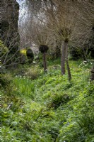 Début du printemps à East Lambrook Manor, Somerset, montrant le jardin de fossé, bordé de saules étêtés 