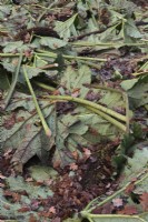 Coupez les feuilles de Gunnera manicata posées sur les plantes pour la protection hivernale 