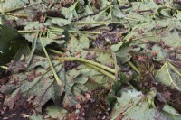 Coupez les feuilles de Gunnera manicata posées sur les plantes pour la protection hivernale 