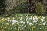Tulipa 'Sylvestris', T. Purissima, Narcissus 'WP Milner', N. Actaea et Fritillaria meleagris poussant dans l'herbe 